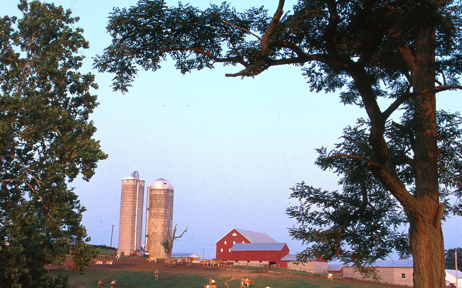 A pastoral dairy farm landscape with grazing cattle and rolling farmland